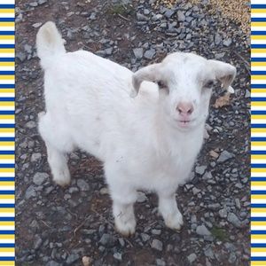 Meet your Posher, Sue